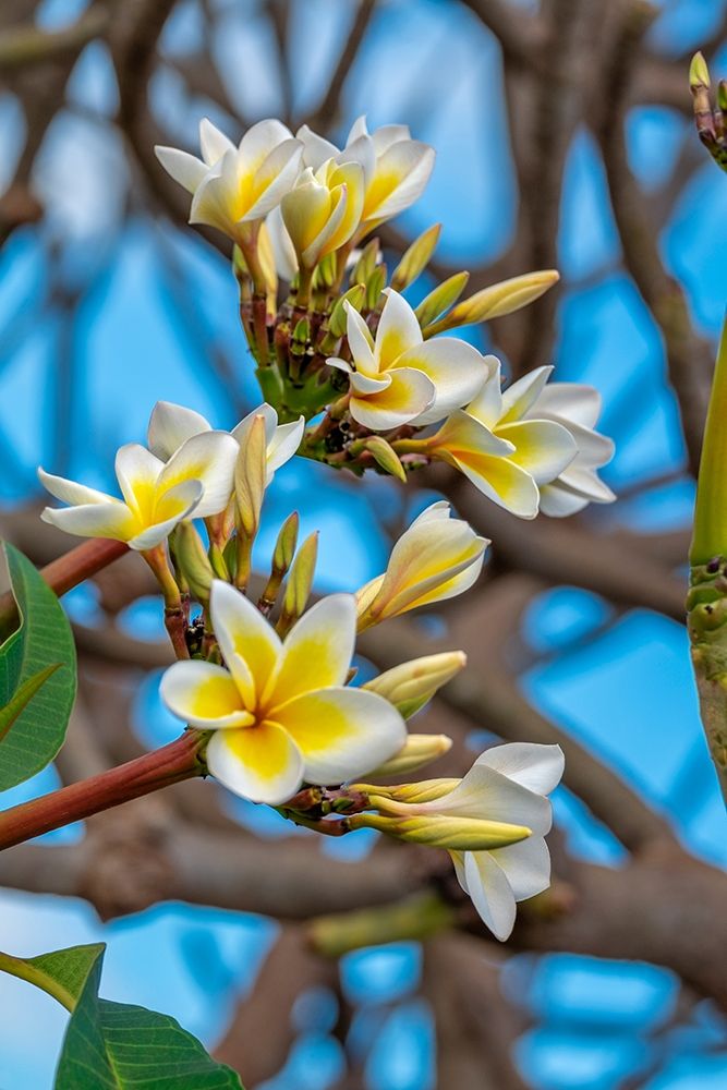 Plumeria